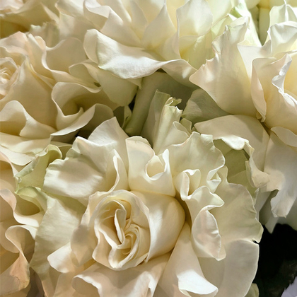 Моно букет из розы Mondial S