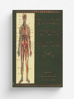 Как устроено наше тело. Анатомия для всех | Г. Клюнц