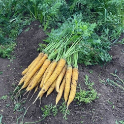 Вайт Сатин F1 семена моркови цветной (Bejo / Бейо)