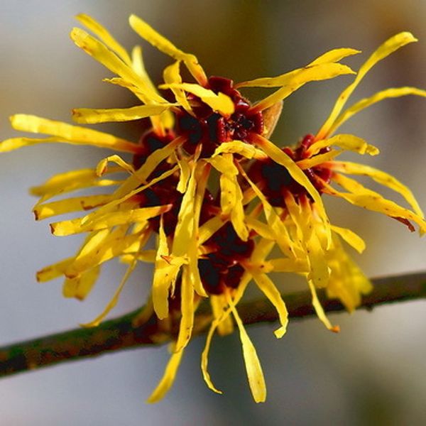 Гамамелис Witch Hazel — полезные свойства и применение