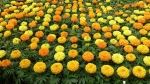 Бархатцы Тайшан Tagetes Taishan Mix