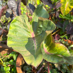 Колоказия QUEEN OF CUP