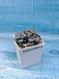 Aloinopsis schooneesii (Алоинопсис)