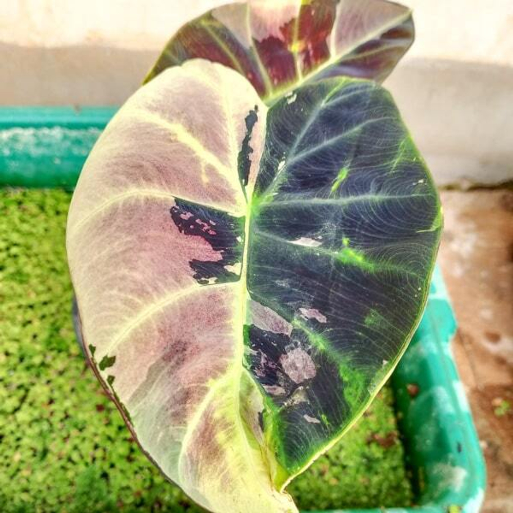 Колоказия MANGOUSTEEN