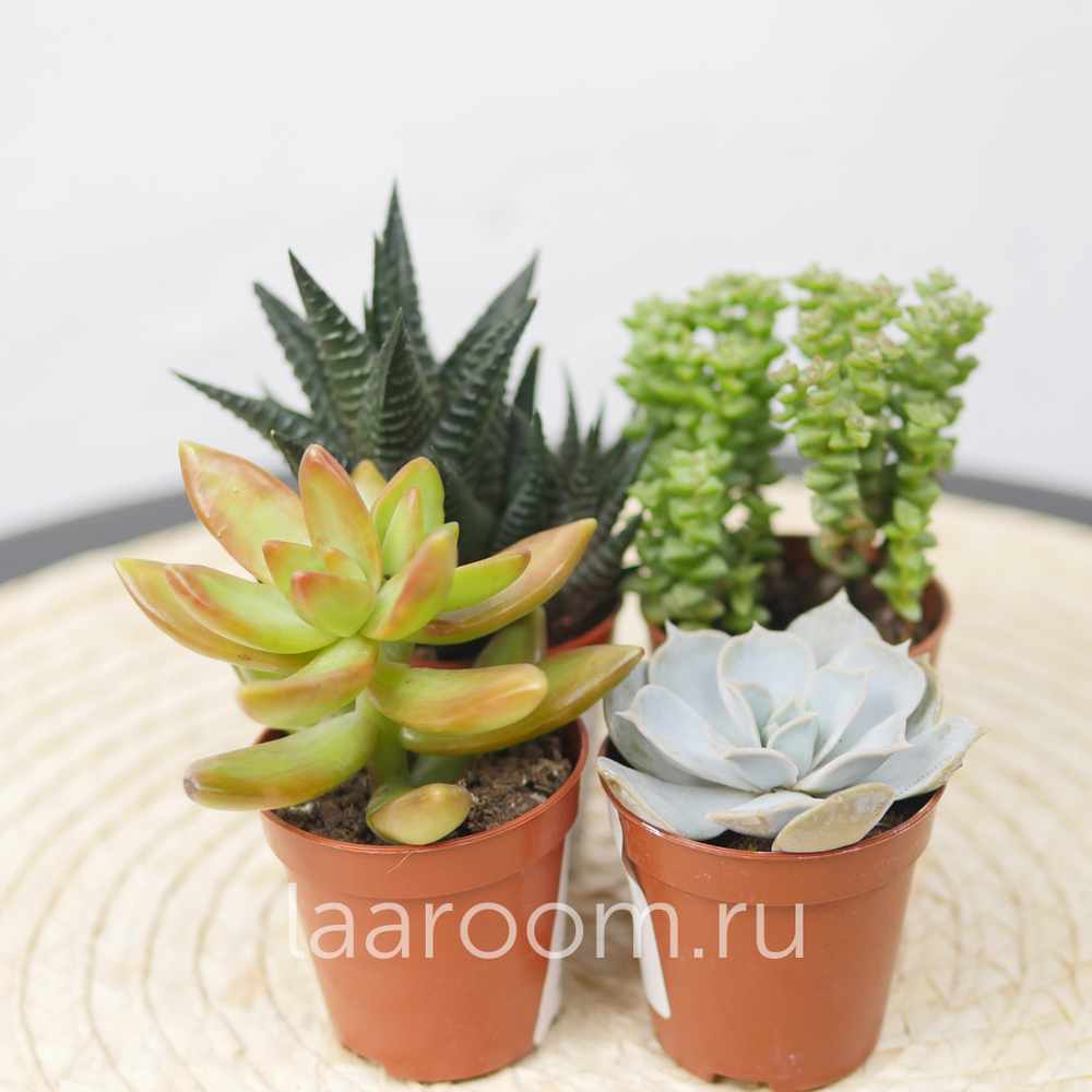 Микс из 4х суккулентов