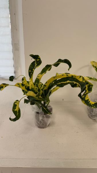 Сравнение сортов кротонов – Aiyaret, Sin Samut и другие