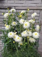 Георгин бордюрный Плая Бланка