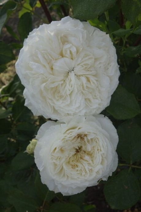 Сидзуку (Shizuku)