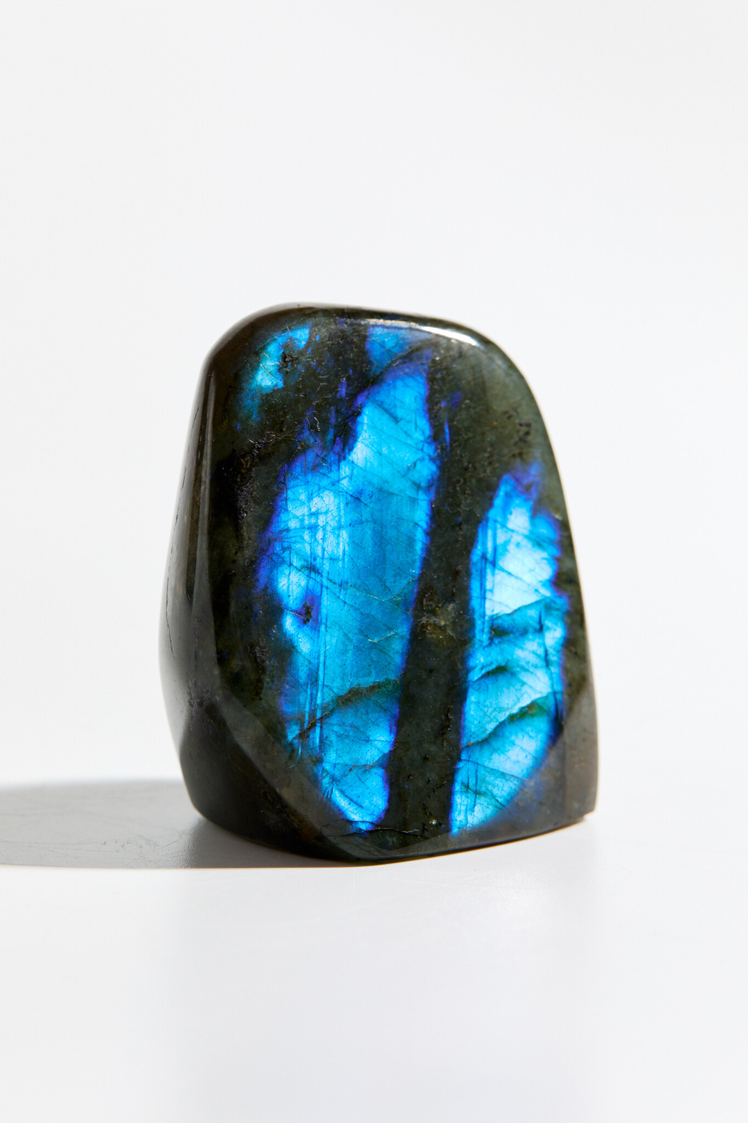 Срез Лабрадора S