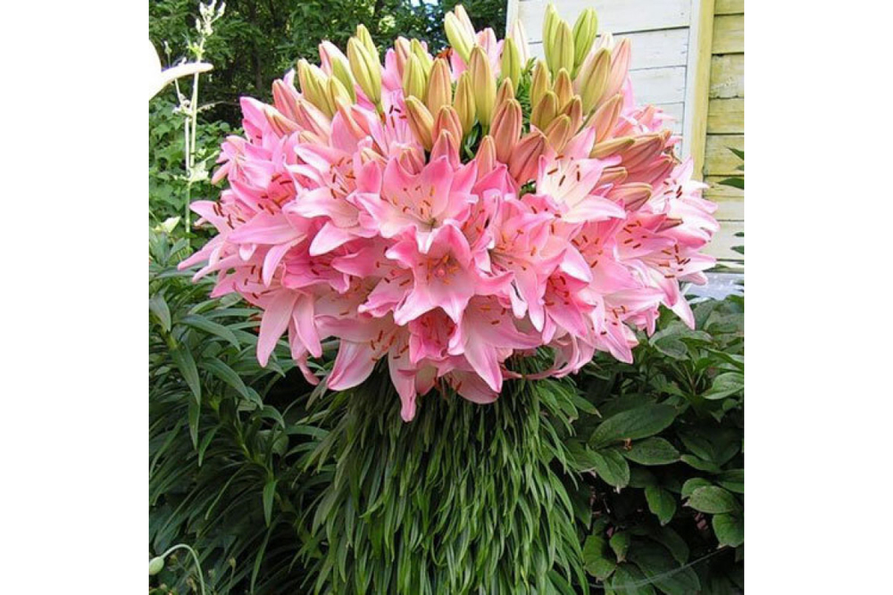 Луковица лиии Марлен размер 10/11 зимовала в Лен.области