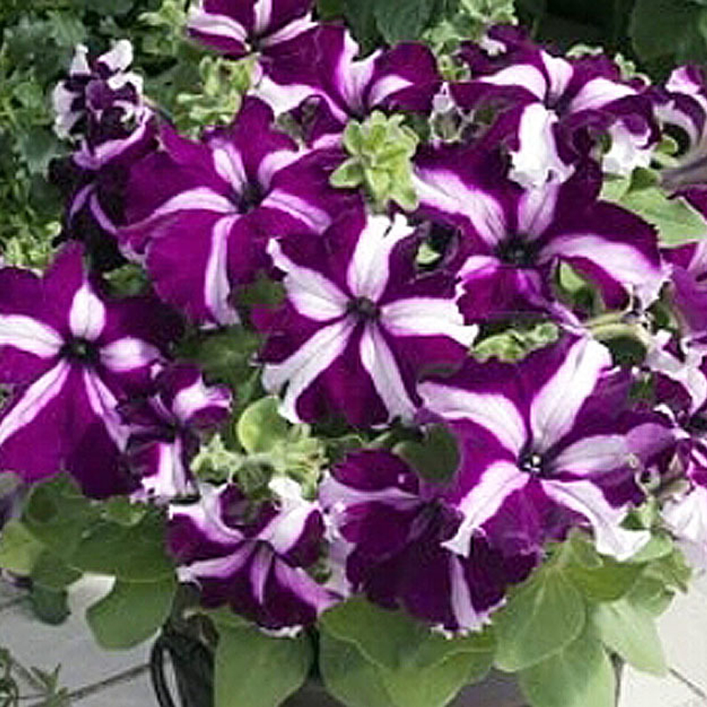 Петуния грандифлора Тритуния Парпл Стар (1000др) Витагрин Профи