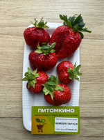 Земляника крупноплодная Чамора Таруси