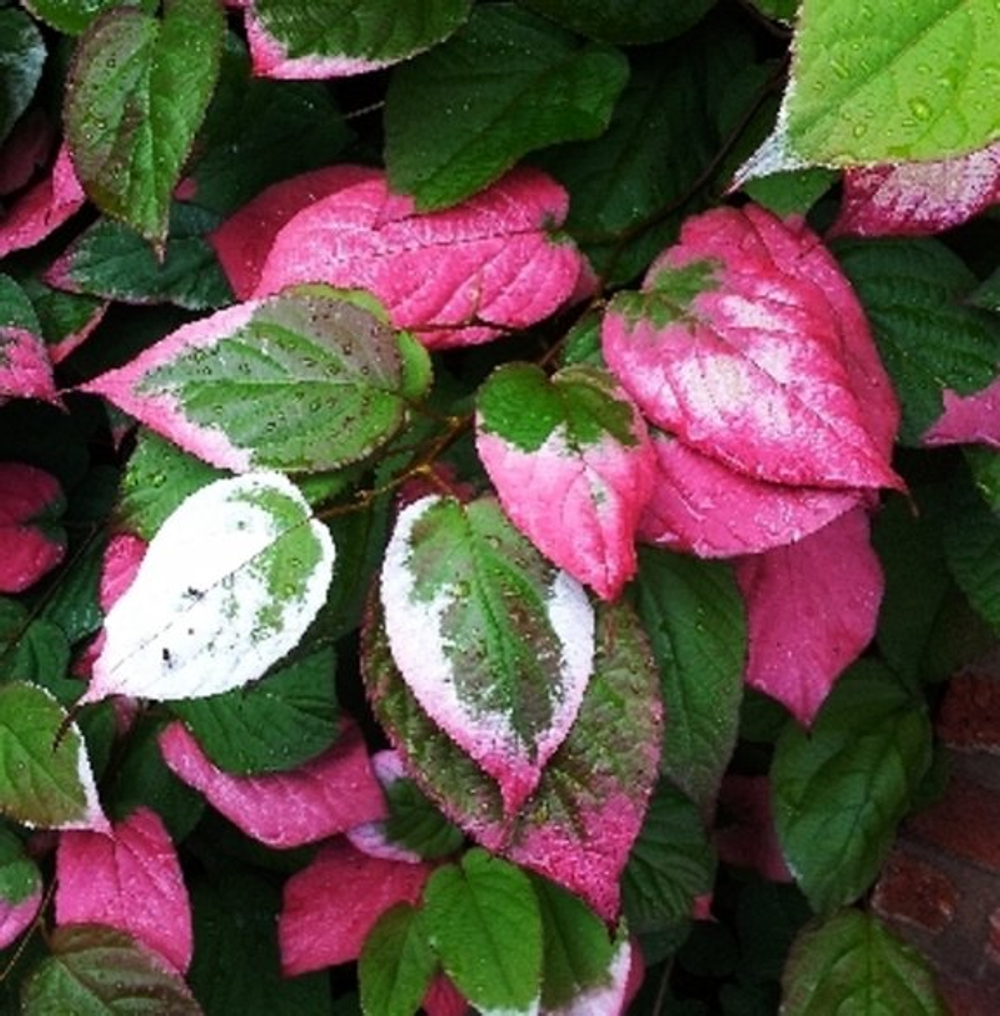 Актинидия коломикта Адам (мужской (опылитель)