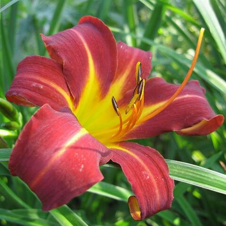 Лилейник гибридный Отум Ред С2