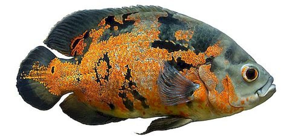 Астронотус-оскар тигровый, M (042)