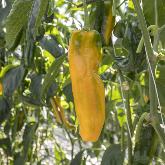 ПАЛЕРМО ЮСМИТ F1 семена перца сладкого Rijk Zwaan купить – фото 1