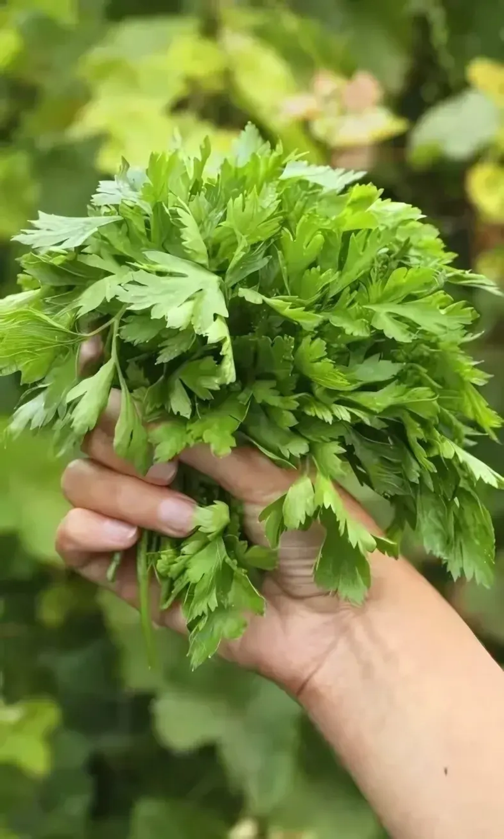 Семена Петрушка Пышная особа - листовая 2гр (УД) Е/П