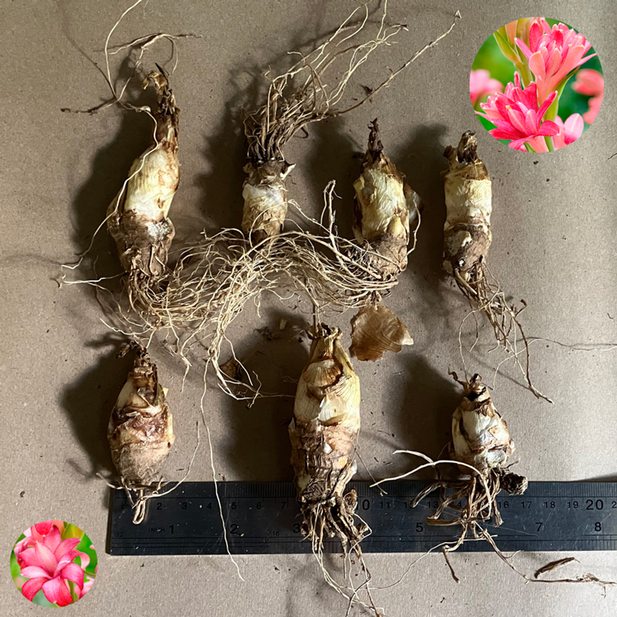 тубероза Черри (Polianthes tuberosa NCYU Cherry) — пора высаживать