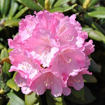 Рододендрон Поларис