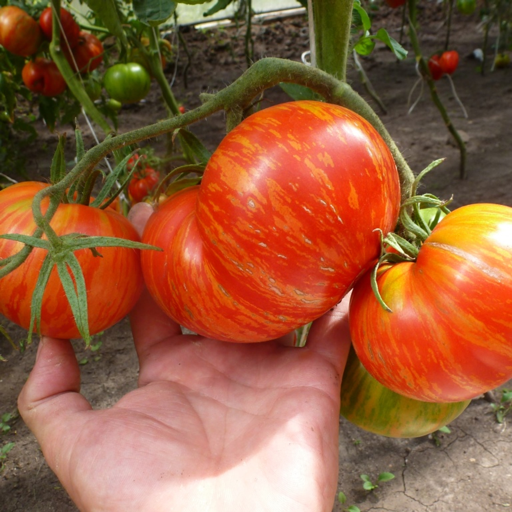 Помидоры Solar Flare – Вспышка На Солнце