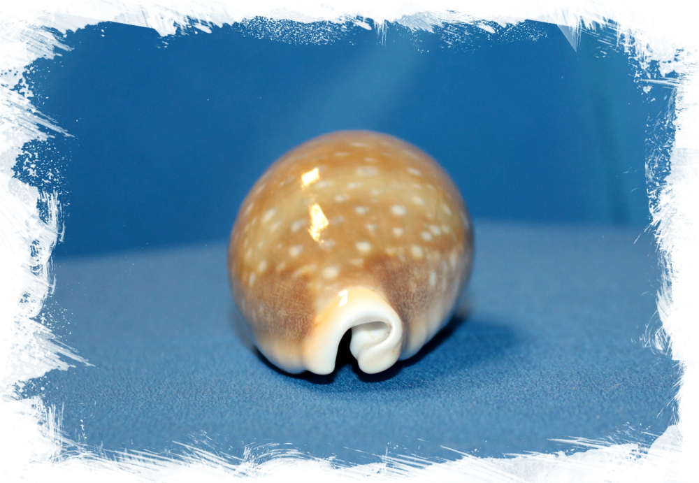 Ципрея Вителлус, 4-6см, 1шт