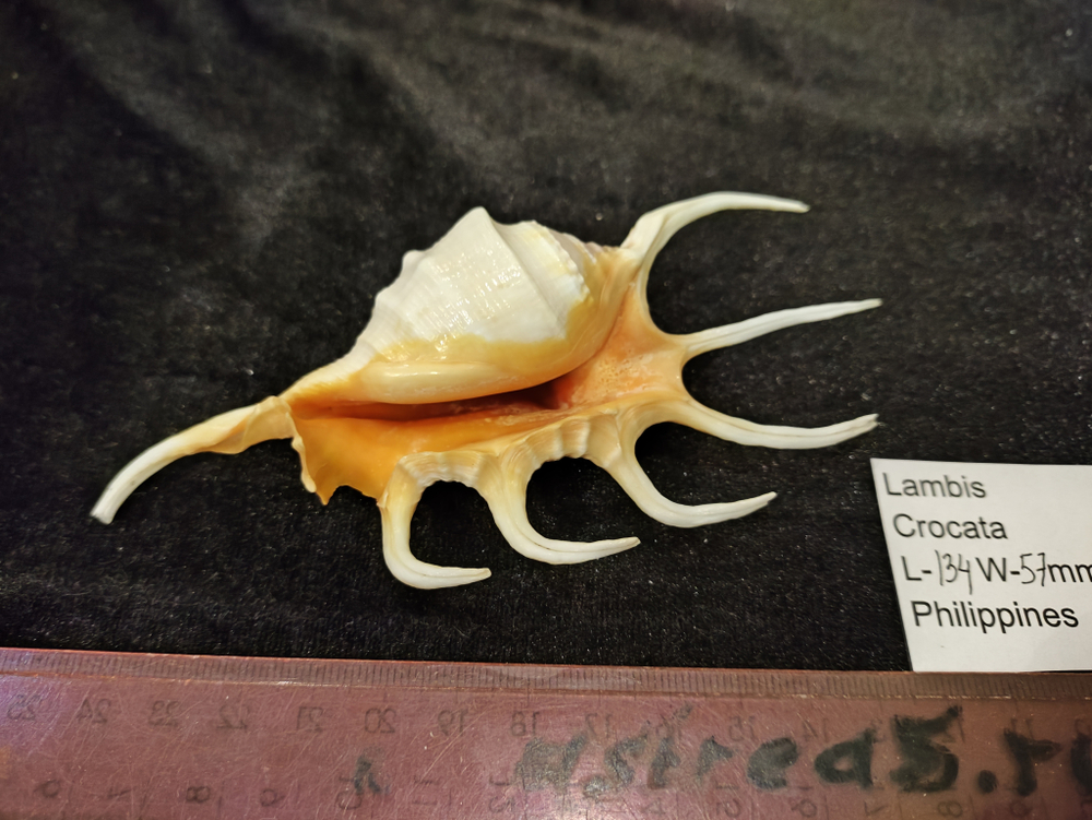 Лямбис Кроката 130-150мм