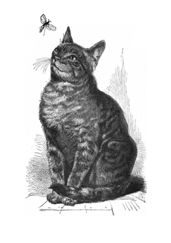 McGuffey's eclectic primer | William Holmes McGuffey