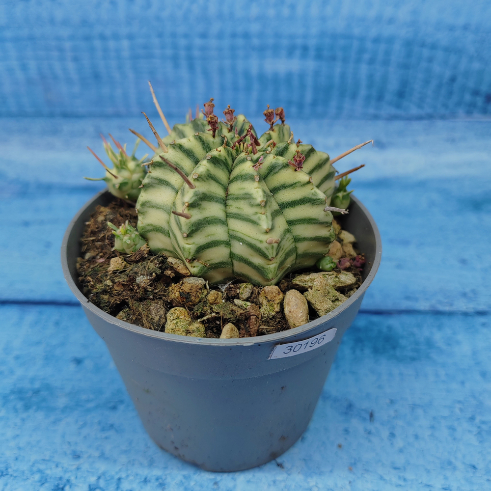 Euphorbia meloformis f. Variegated (Эуфорбия вариегатная)