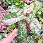 Сингониум YOK SIAM