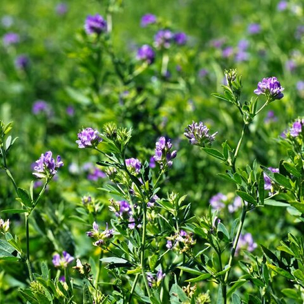 Люцерна 1,0кг