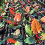 Филодендрон CHERRY RED L