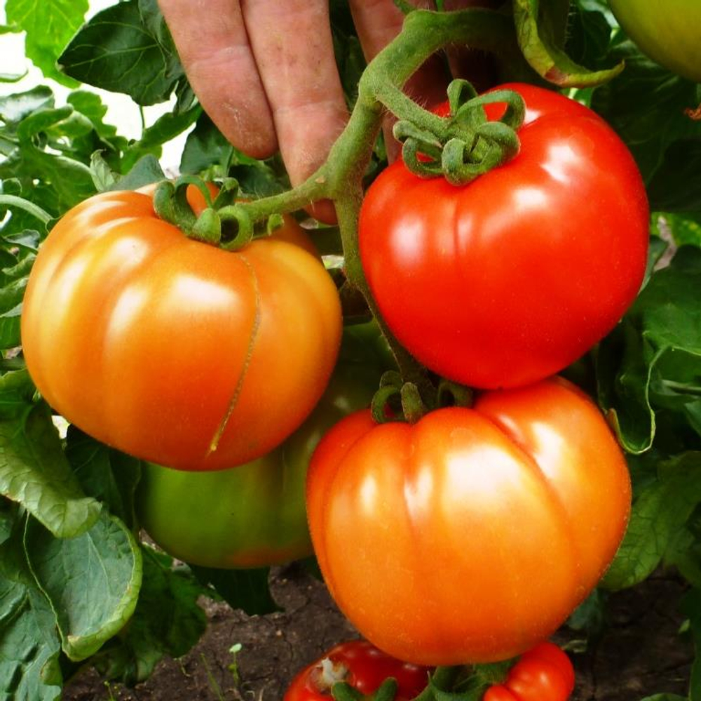 Помидоры – Горский Красный