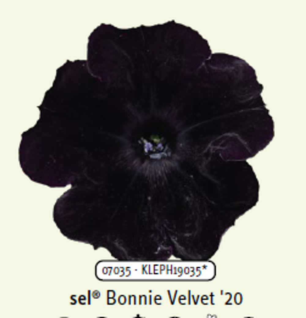 ЕВРО Петуния Bonnie Velvet укорененный черенок ОКС начало декабря