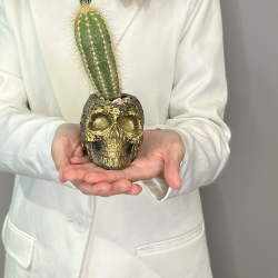 Кактус «Черепушка»