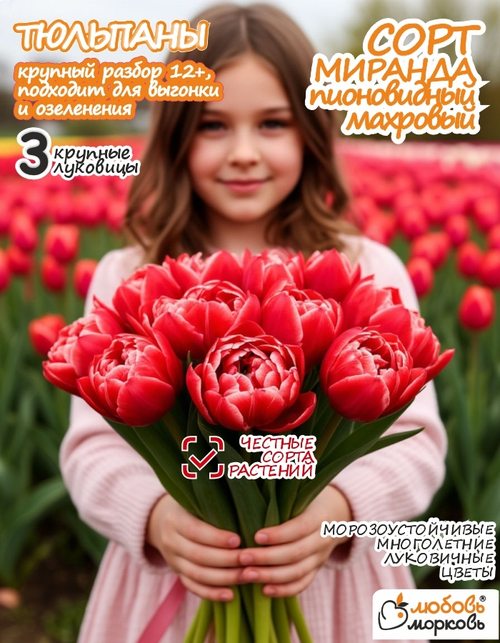 Тюльпан Луковица, Миранда, 3 шт, разбор 12+