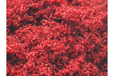 Мотыль лиманник / кормовой