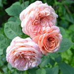 Роза английская Abraham Darby