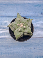 Astrophytum Myriostigma monstrosa (Астрофитум)