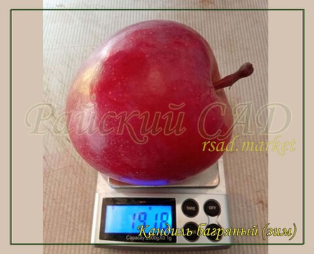 Яблоня Кандиль багряный