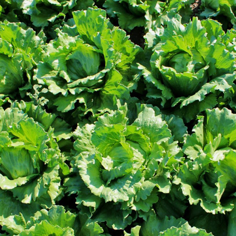 Айс Базар семена салата айсберг (Syngenta / Сингента)