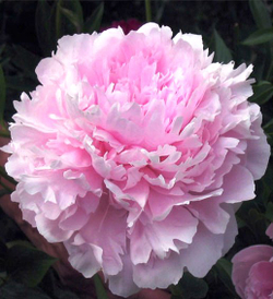 Пион Альберт Крусс