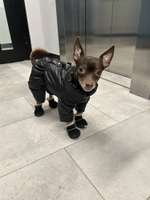 Зимний комбинезон для собак (девочка)