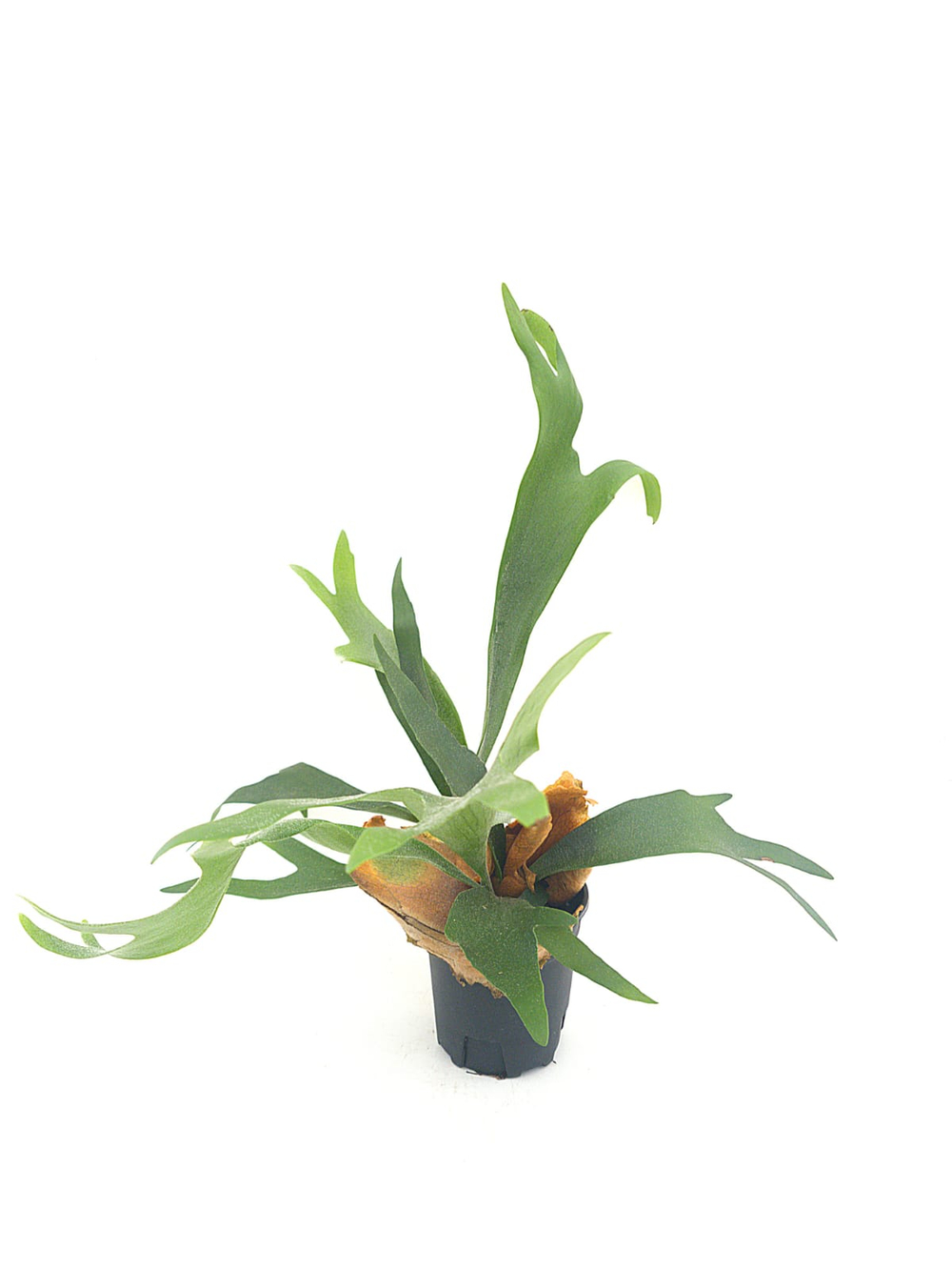 Платицериум