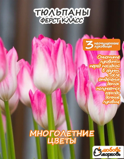Тюльпан Ферст Класс 3+ шт