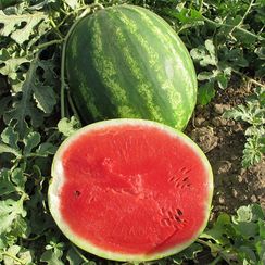 ТАЛИСМАН F1 семена арбуза (Nunhems | Alexagro)