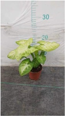 Сингониум Golden Child д.9