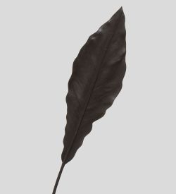 TR 605M Антуриум