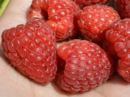 Саженец Малины «Карамелька» (Ремонтантная, Осенний урожай, Десертный вкус, Лидер по сладости)