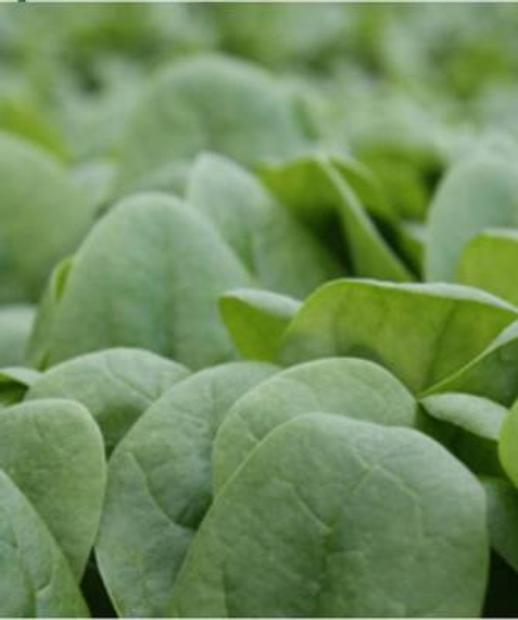 Калладония F1 семена шпината (Seminis / Семинис) – фото 2