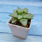 Haworthia Comptoniana Hybride hybrid (Хавортия)